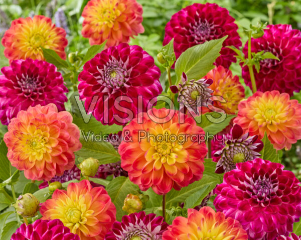 Dahlia Embassy, Princess Erika Dahlia Embassy, Princess Erika