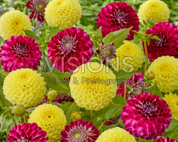 Dahlia HT Sun, Embassy Dahlia HT Sun, Embassy