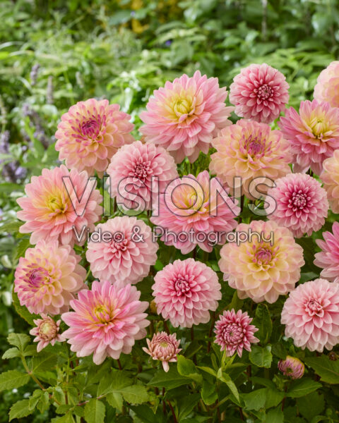 Decoratieve dahlia mix in roze
