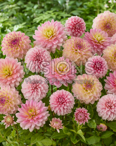 Decoratieve dahlia mix in roze Decoratieve dahlia mix in roze