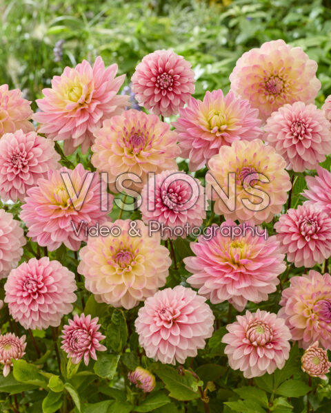 Decorative dahlia mix in pink Decorative dahlia mix in pink