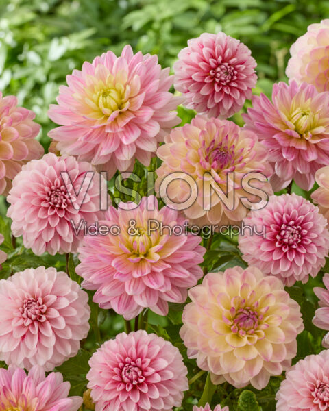 Decoratieve dahlia mix in roze