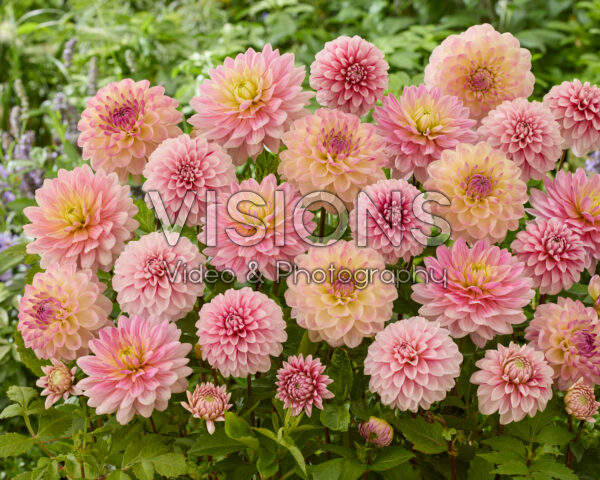 Decoratieve dahlia mix in roze