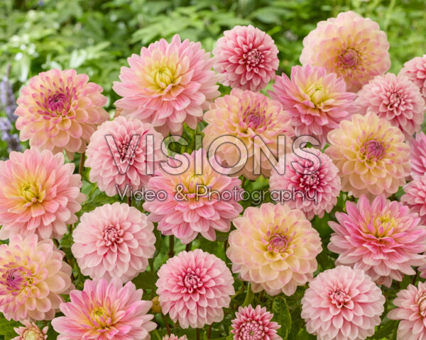 Decoratieve dahlia mix in roze Decoratieve dahlia mix in roze