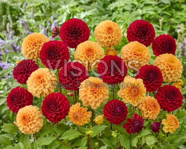 Dahlia Ralphie, Happy Jill