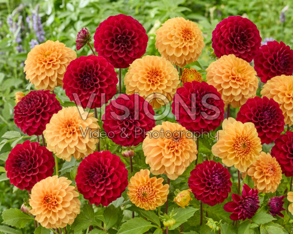 Dahlia Ralphie, Happy Jill Dahlia Ralphie, Happy Jill