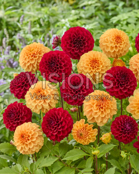 Dahlia Ralphie, Happy Jill