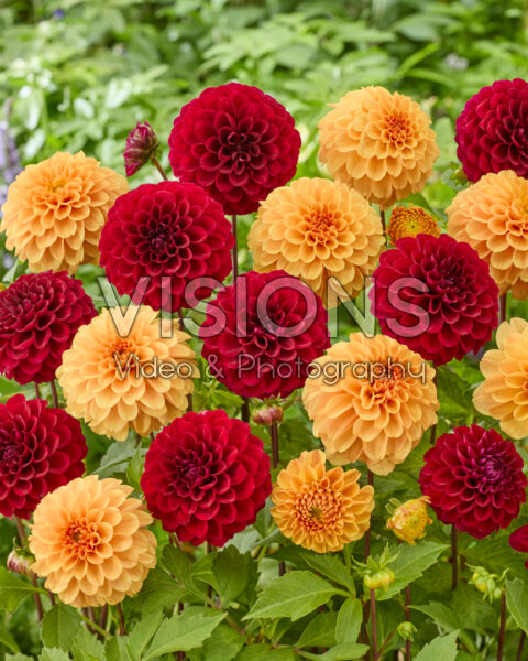Dahlia Ralphie, Happy Jill Dahlia Ralphie, Happy Jill