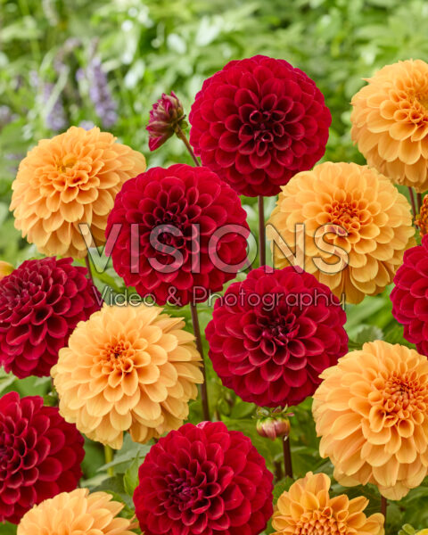 Dahlia Ralphie, Happy Jill Dahlia Ralphie, Happy Jill