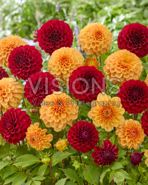 Dahlia Ralphie, Happy Jill