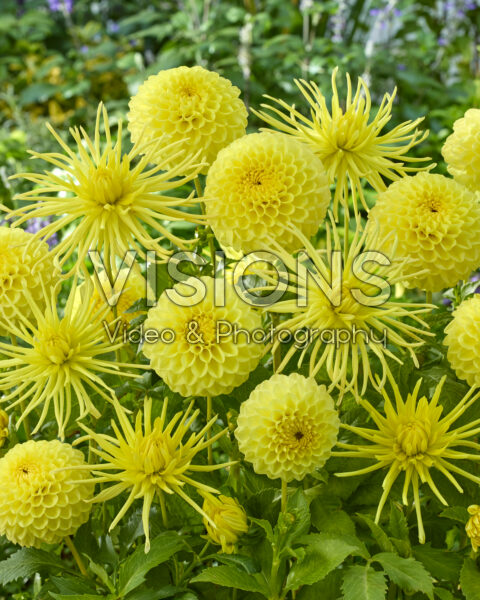 Dahlia HT Sun, Gryson's Yellow Spider Dahlia HT Sun, Gryson's Yellow Spider
