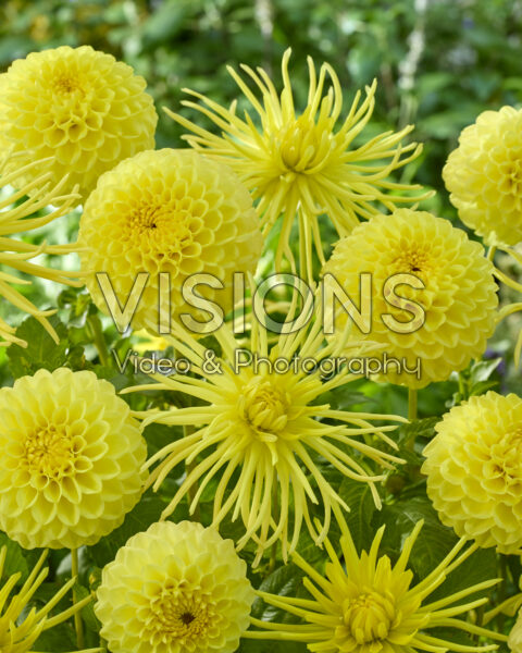 Dahlia HT Sun, Gryson's Yellow Spider Dahlia HT Sun, Gryson's Yellow Spider