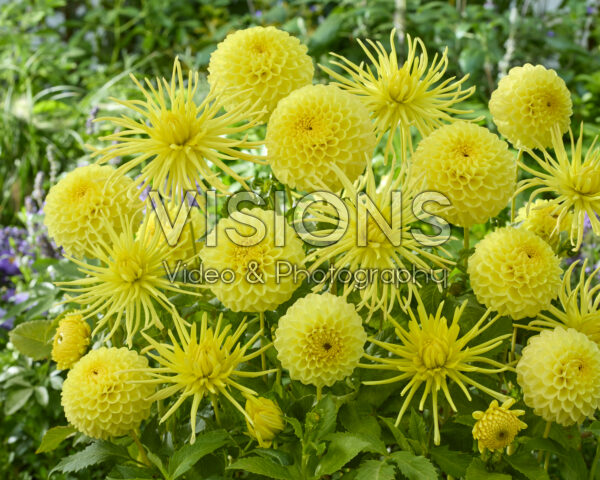 Dahlia HT Sun, Gryson's Yellow Spider