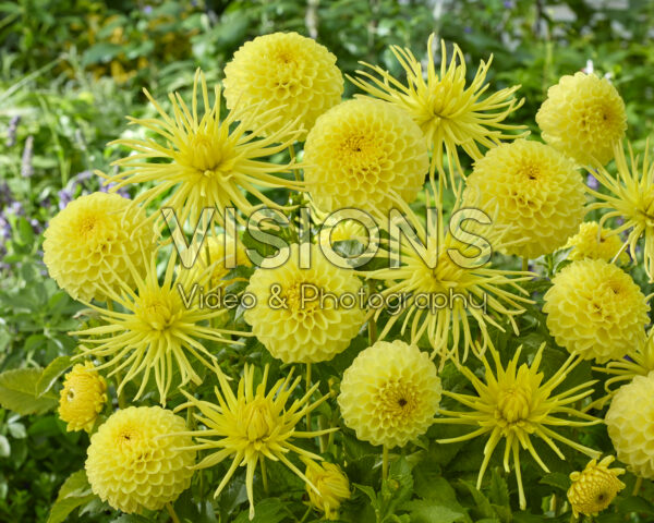 Dahlia HT Sun, Gryson's Yellow Spider Dahlia HT Sun, Gryson's Yellow Spider