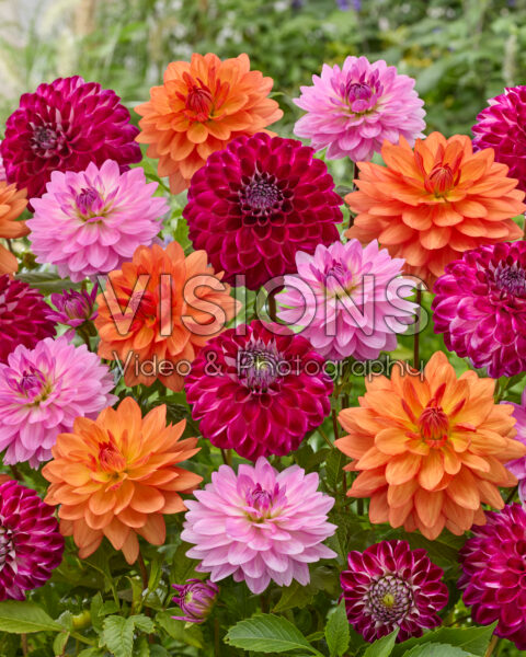 Dahlia mixed Dahlia mixed