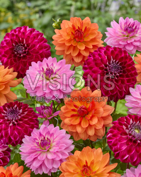 Dahlia mixed Dahlia mixed