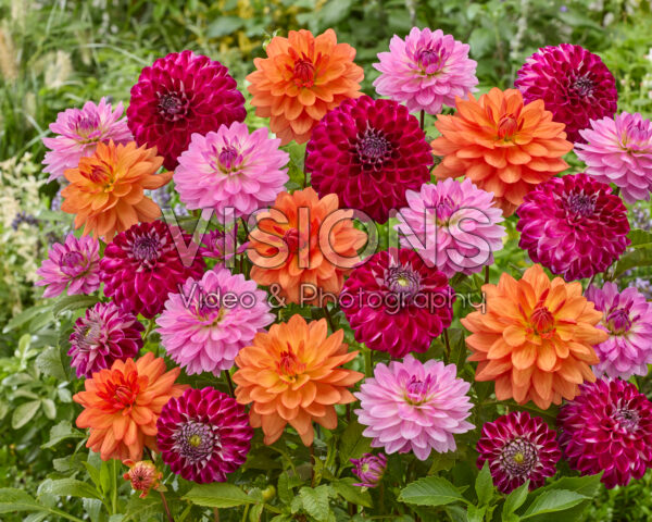Dahlia mixed