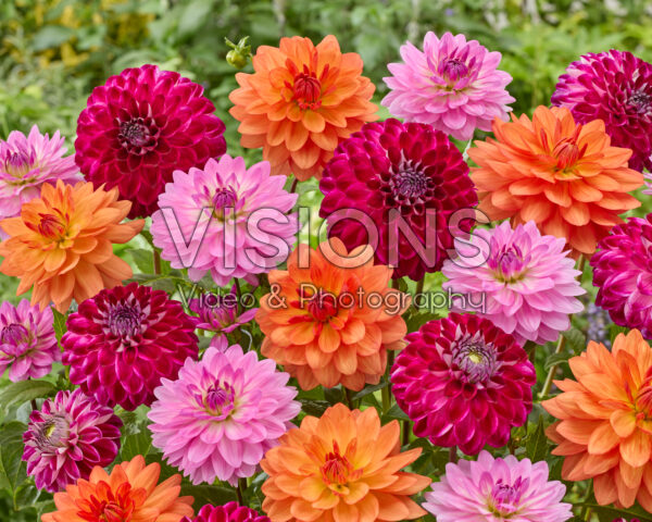 Dahlia gemengd Dahlia gemengd