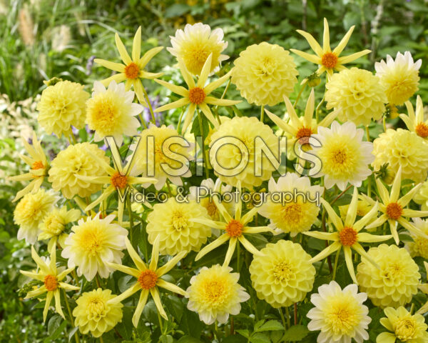 Dahlia mix in yellow