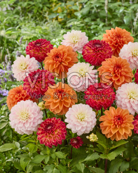 Dahlia mixed Dahlia mixed