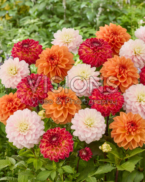 Dahlia mixed Dahlia mixed
