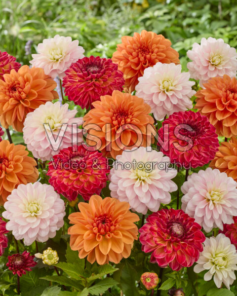 Dahlia gemengd Dahlia gemengd