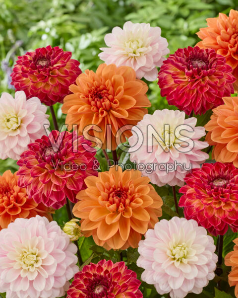 Dahlia gemengd Dahlia gemengd
