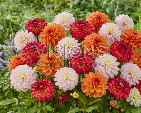 Dahlia mixed