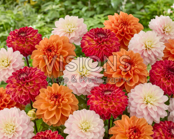Dahlia gemengd Dahlia gemengd