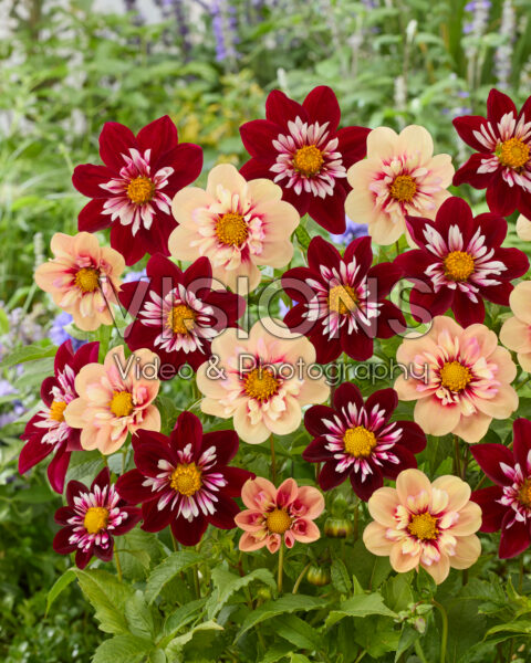 Dahlia Rhubarb and Custard, Night Butterfly