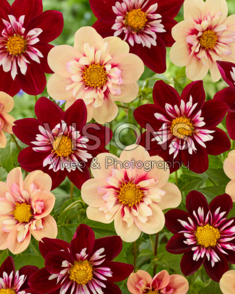 Dahlia Rhubarb and Custard, Night Butterfly