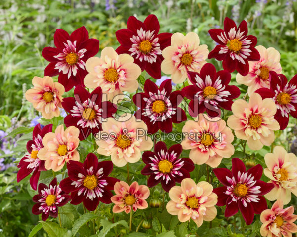 Dahlia Rhubarb and Custard, Night Butterfly Dahlia Rhubarb and Custard, Night Butterfly