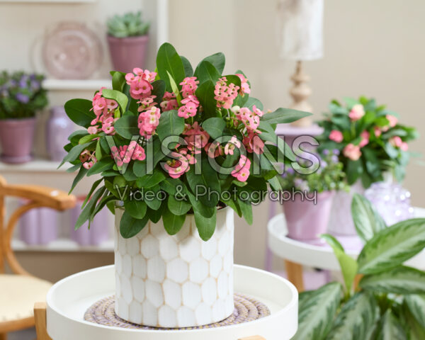 Euphorbia milii Euphorbia milii