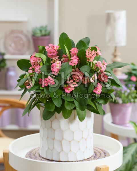 Euphorbia milii Euphorbia milii