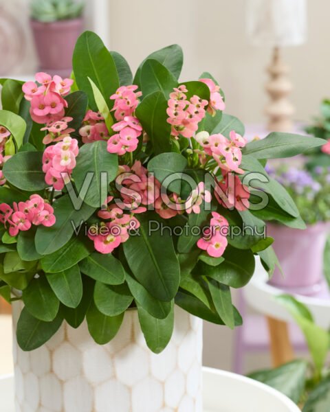 Euphorbia milii Euphorbia milii