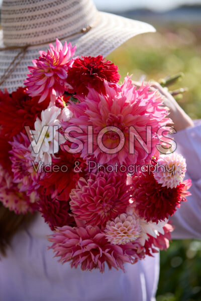 Lady with mixed bouquet in dahlia garden Lady with mixed bouquet in dahlia garden