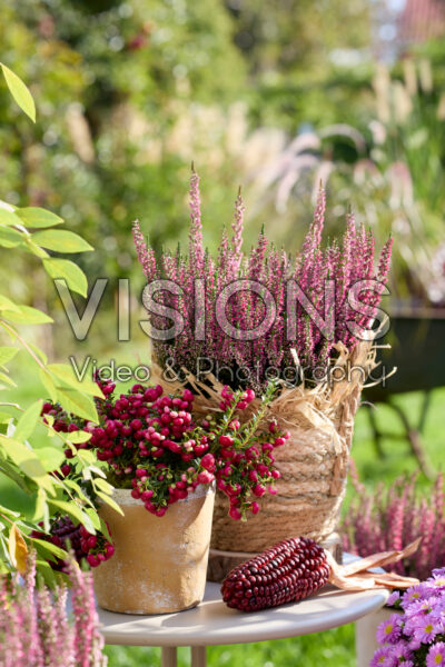 Calluna vulgaris, Gaultheria mucronata Calluna vulgaris, Gaultheria mucronata