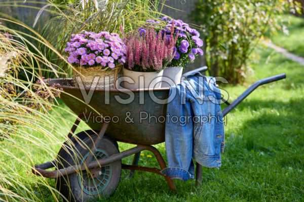 Herfstbloeiers in kruiwagen Herfstbloeiers in kruiwagen