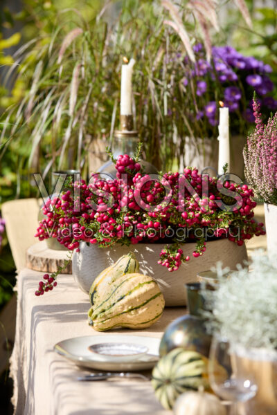 Gaultheria mucronata Gaultheria mucronata