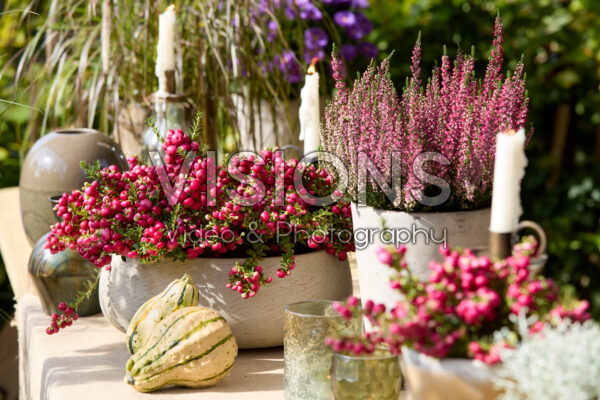 Calluna vulgaris, Gaultheria mucronata Calluna vulgaris, Gaultheria mucronata