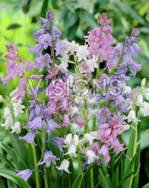 Hyacinthoides hispanica mixed