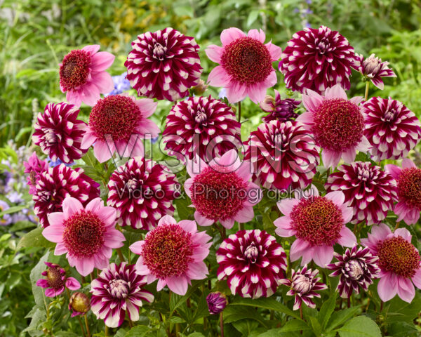 Dahlia Vik Jesse, Raspberry Puff Dahlia Vik Jesse, Raspberry Puff