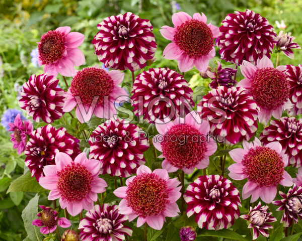 Dahlia Vik Jesse, Raspberry Puff