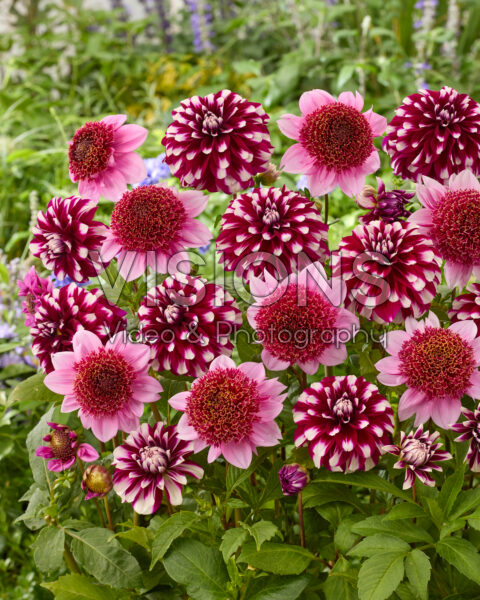 Dahlia Vik Jesse, Raspberry Puff