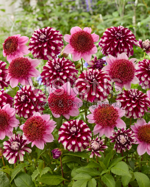 Dahlia Vik Jesse, Raspberry Puff