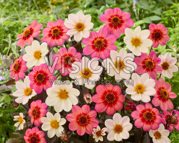 Dahlia Dahlegria White, Dahlegria Tricolore Dahlia Dahlegria White, Dahlegria Tricolore