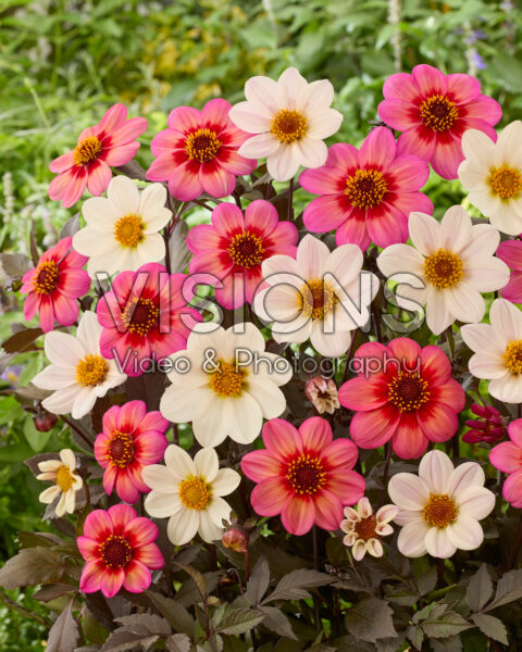 Dahlia Dahlegria White, Dahlegria Tricolore Dahlia Dahlegria White, Dahlegria Tricolore