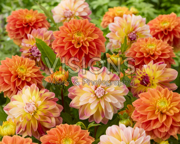 Dahlia Caribbean Fantasy, Sunset Tropicana