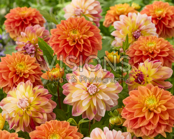 Dahlia Caribbean Fantasy, Sunset Tropicana Dahlia Caribbean Fantasy, Sunset Tropicana