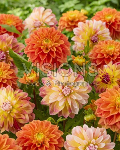 Dahlia Caribbean Fantasy, Sunset Tropicana Dahlia Caribbean Fantasy, Sunset Tropicana